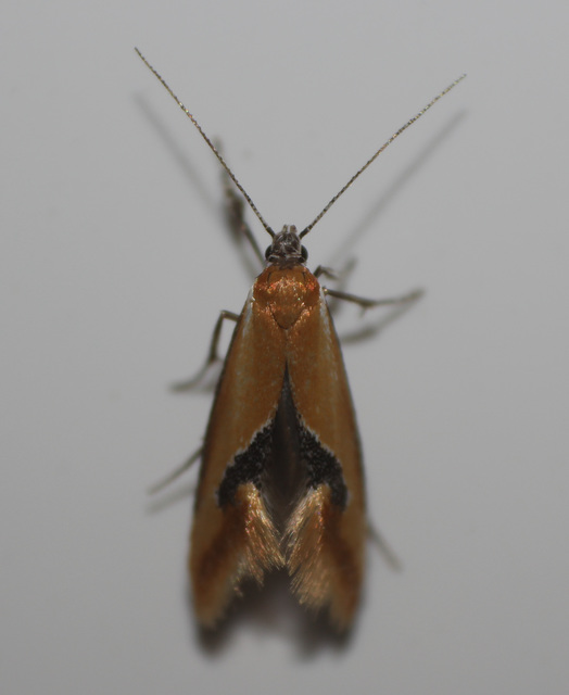 Batia internella/lambdella