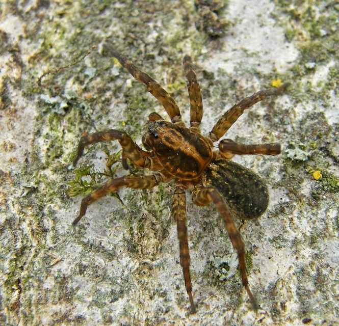 Trochosa