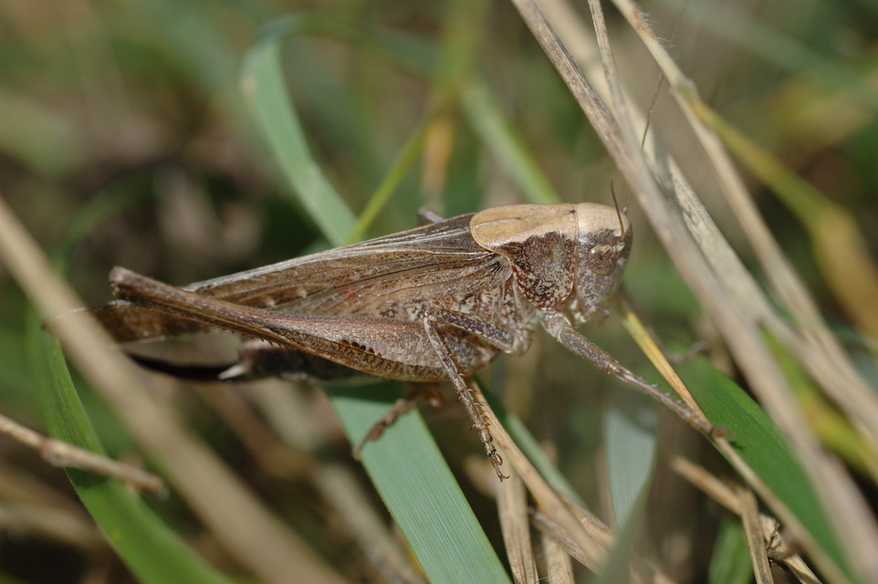 Platycleis grisea - szürke rétiszöcske