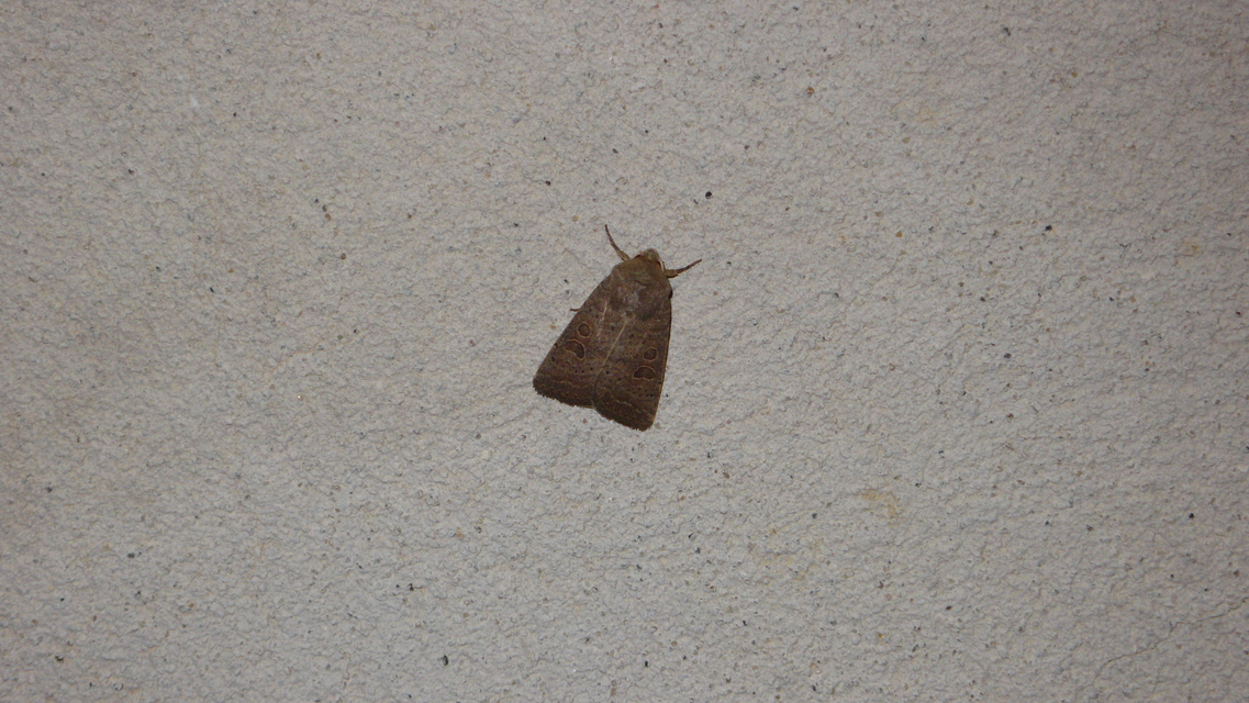 Hoplodrina octogenaria - barna selymesbagoly