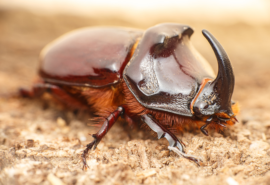 Oryctes nasicornis - orrszarvú bogár