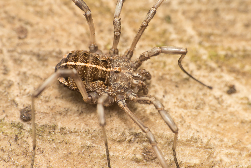 Zachaeus crista