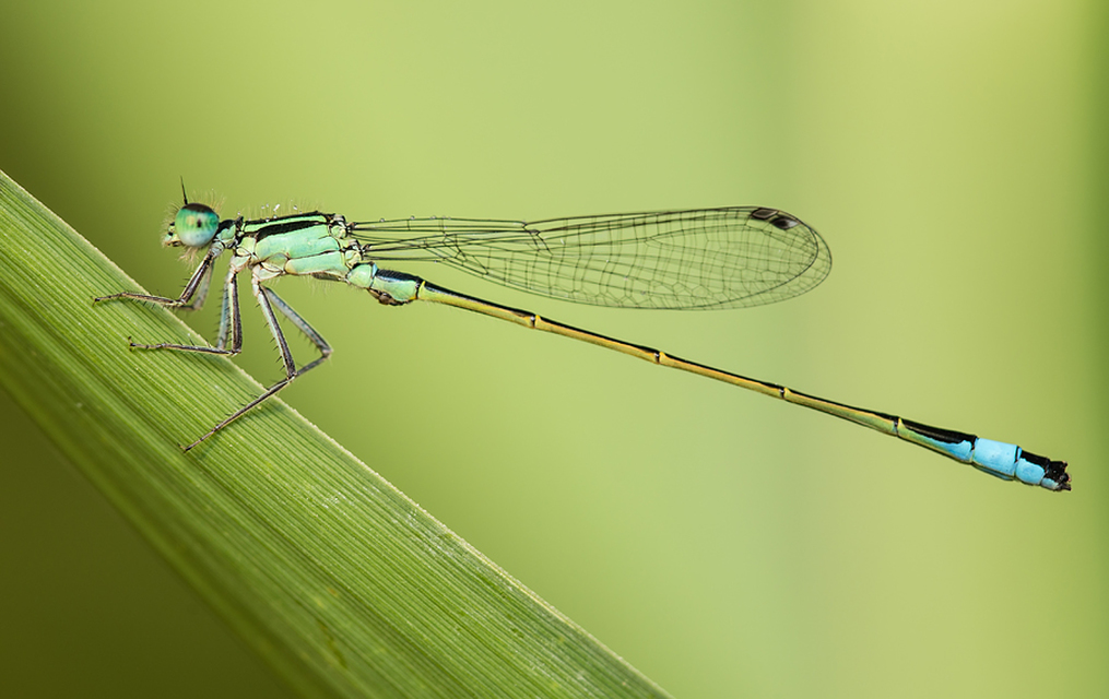 Ischnura elegans