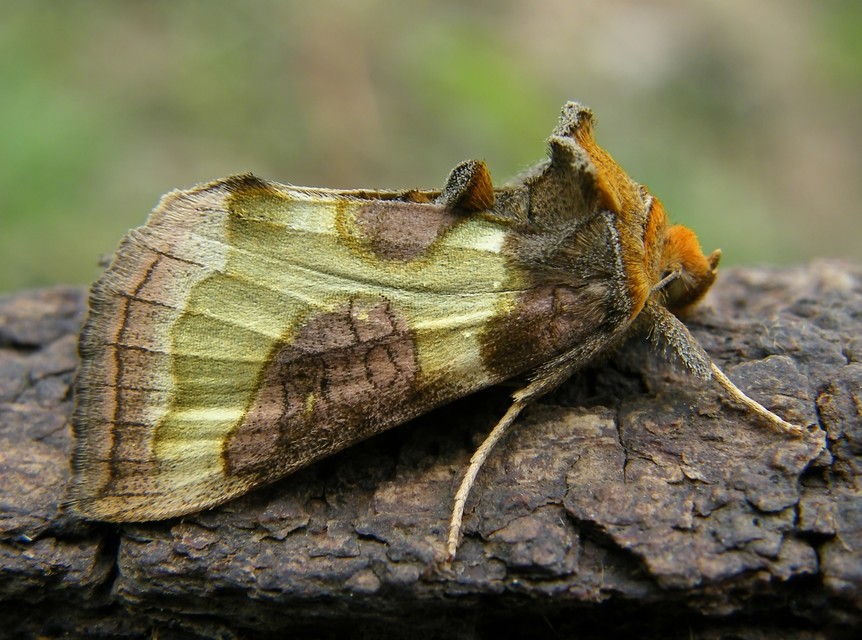 Diachrysia stenochrysis - rejtőző aranybagoly