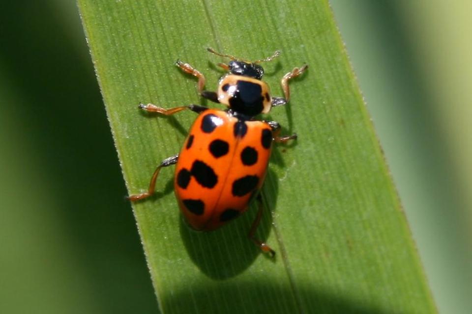 Hippodamia tredecimpunctata - mocsári katica