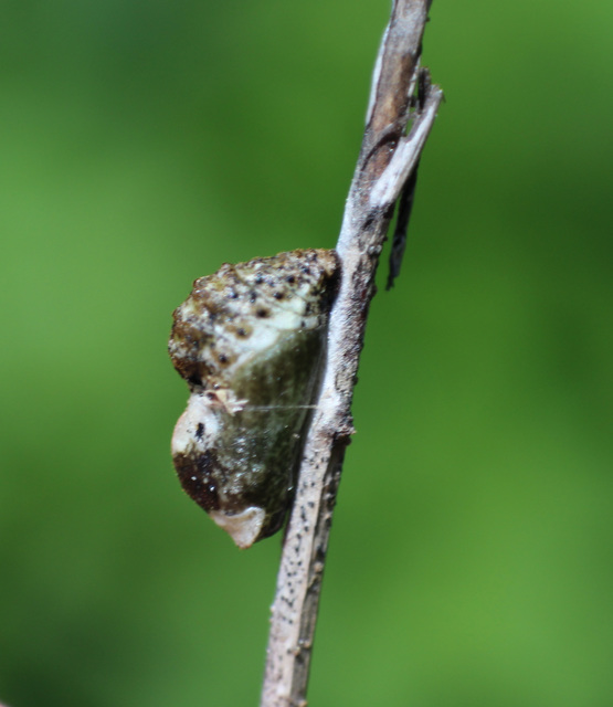 Satyrium pruni - szilvafa-csücsköslepke