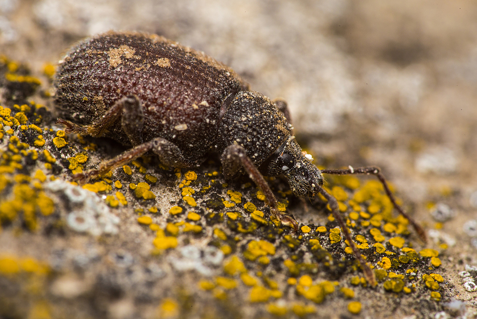 Otiorhynchus rugosostriatus - szamóca-gyalogormányos