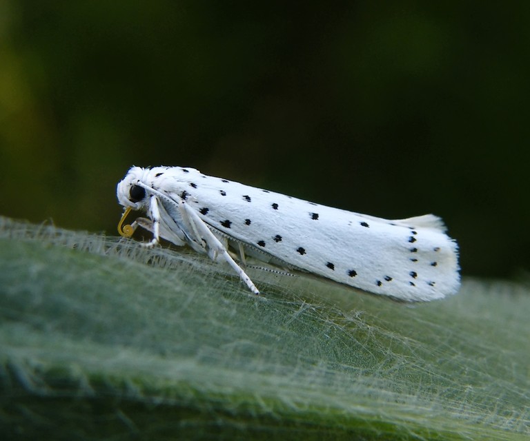 Yponomeuta