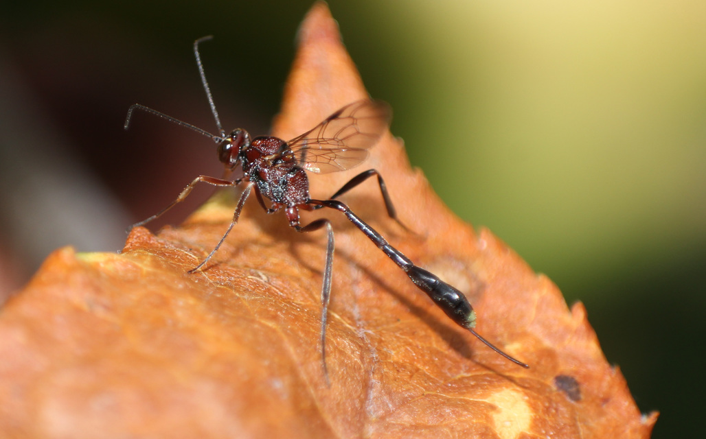 Anomalon cruentatum