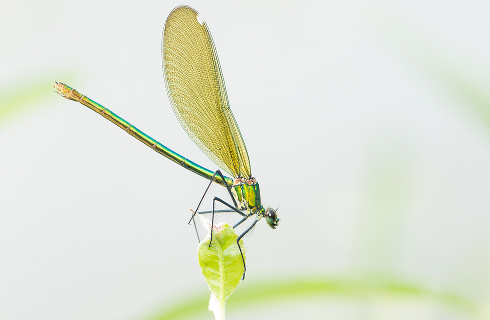 Calopteryx splendens - sávos szitakötő