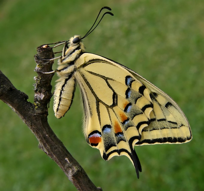 Papilio machaon - fecskefarkú lepke
