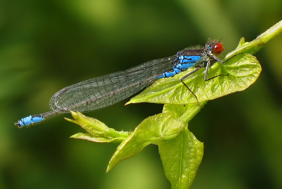 Erythromma viridulum - kis pirosszemű-légivadász