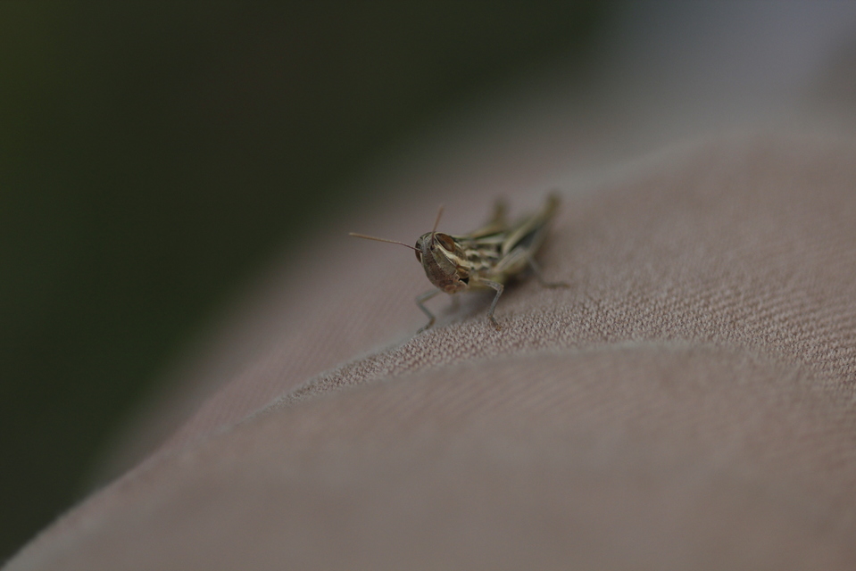Euchorthippus