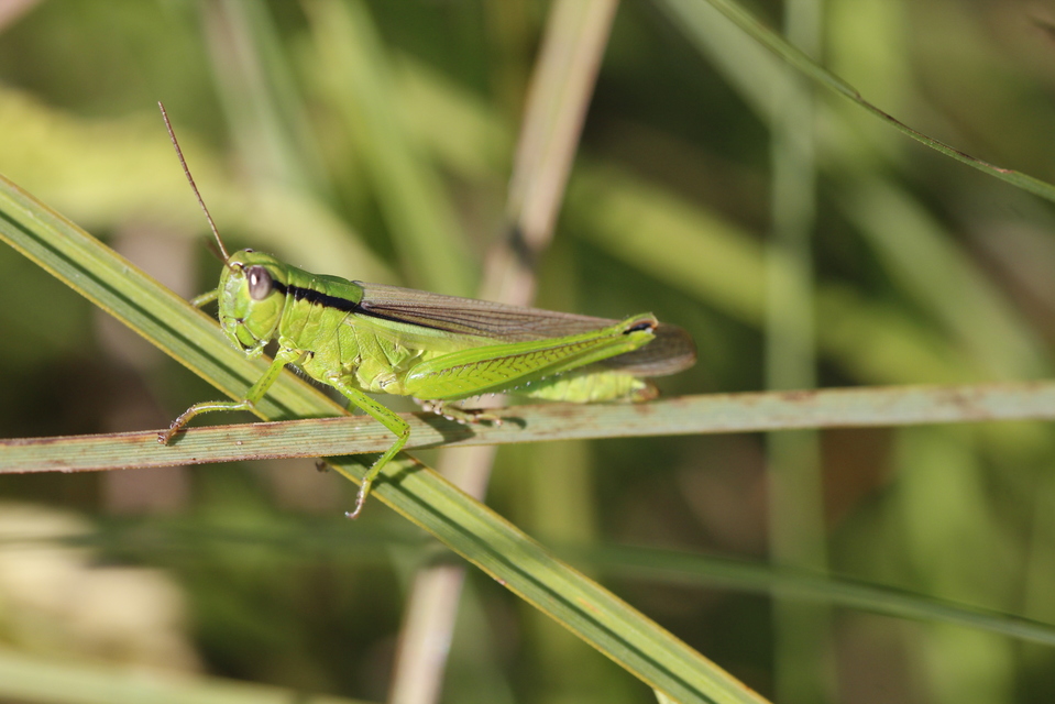 Mecostethus parapleurus - hagymazöld sáska