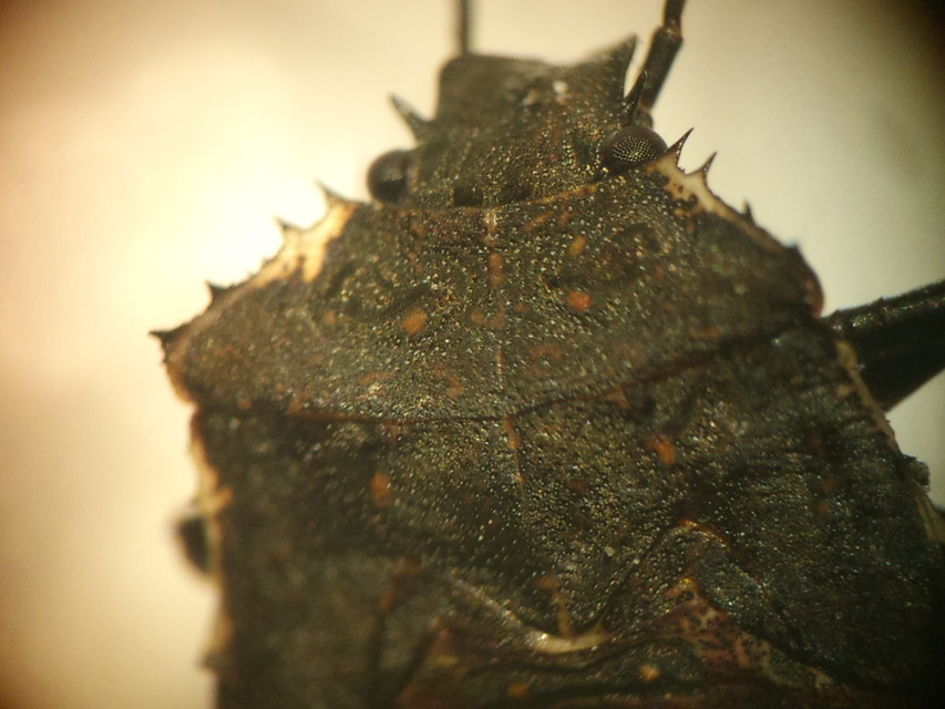 halyomorpha halys - Halyomorpha halys