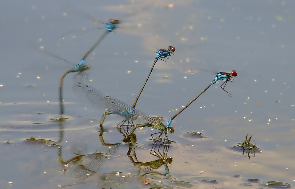 Erythromma viridulum - kis pirosszemű-légivadász