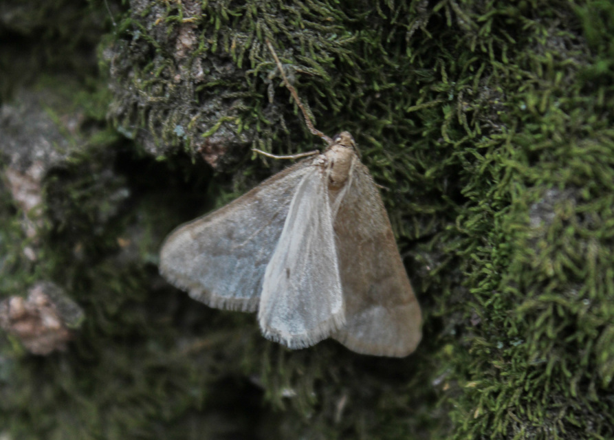 Alsophila aceraria - juhararaszoló