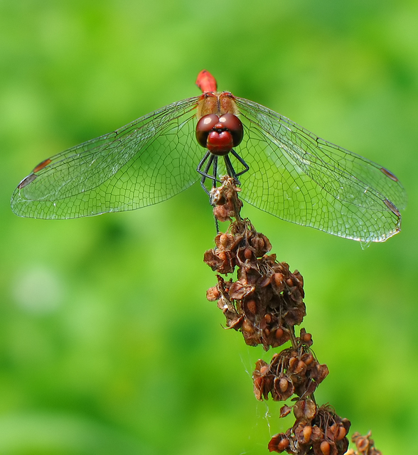 Sympetrum sanguineum - vörös katona-szitakötő