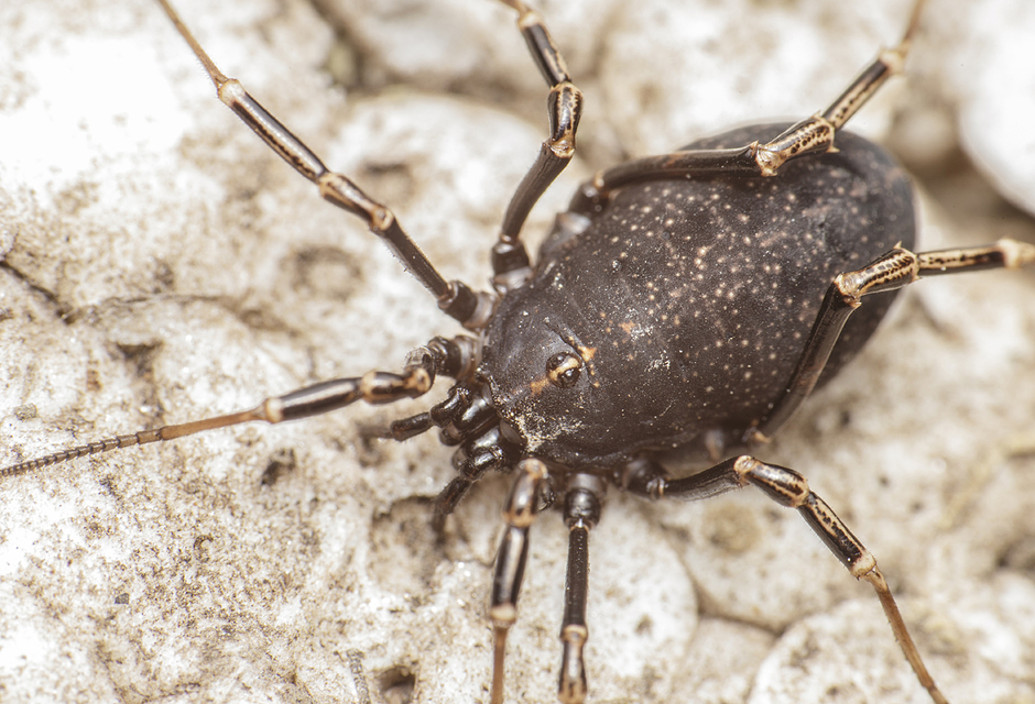 Egaenus convexus