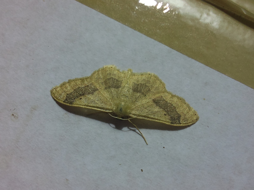 Idaea aversata - nagy sávosaraszoló