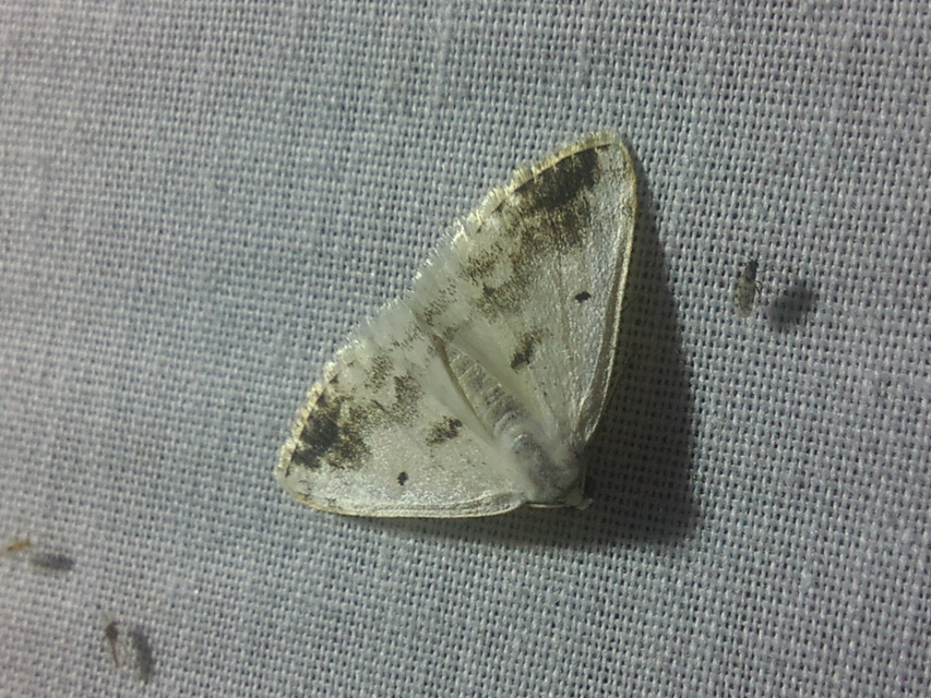 Lomographa temerata - foltos fehéraraszoló
