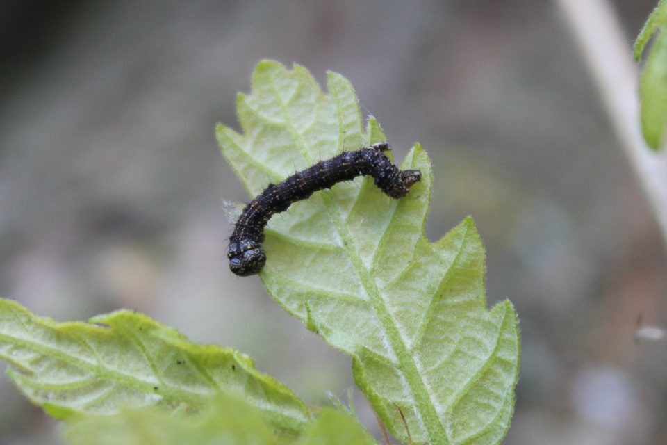 Apocheima pilosaria - zöldes tavasziaraszoló