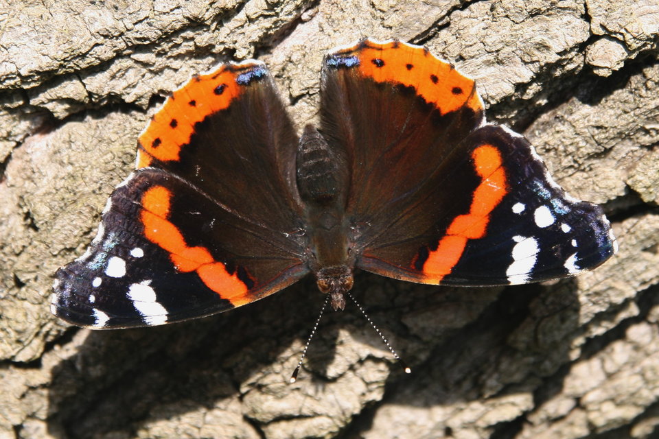Vanessa atalanta - atalantalepke