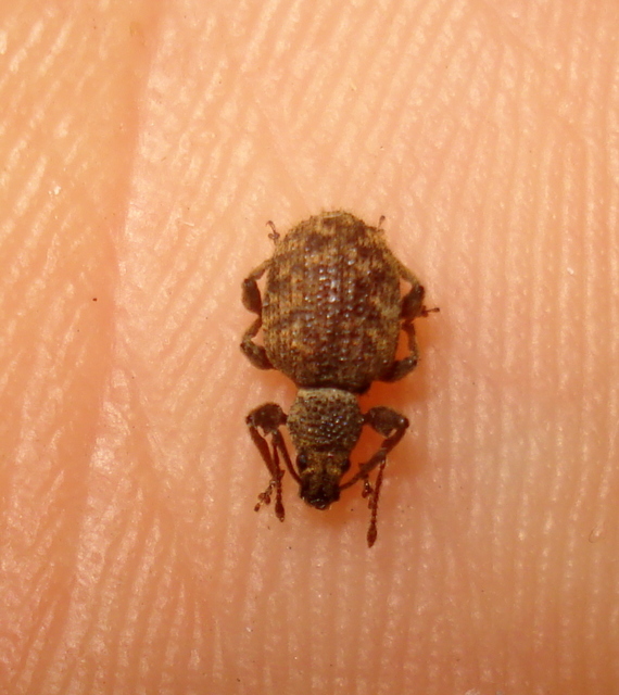 Otiorhynchus crataegi - galagonya-gyalogormányos