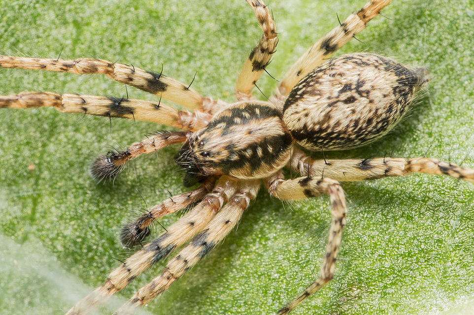Anyphaena accentuata - jegyespók