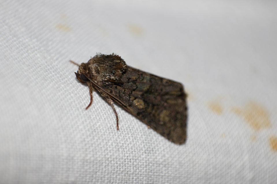 Craniophora ligustri - fagyalbagoly