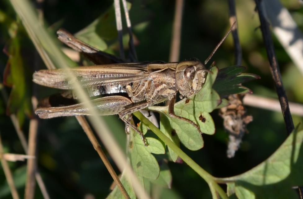 Chorthippus mollis - halk tarlósáska
