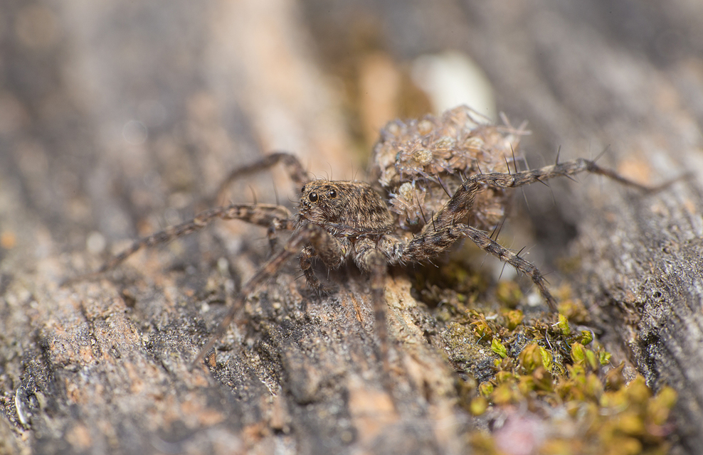Pardosa