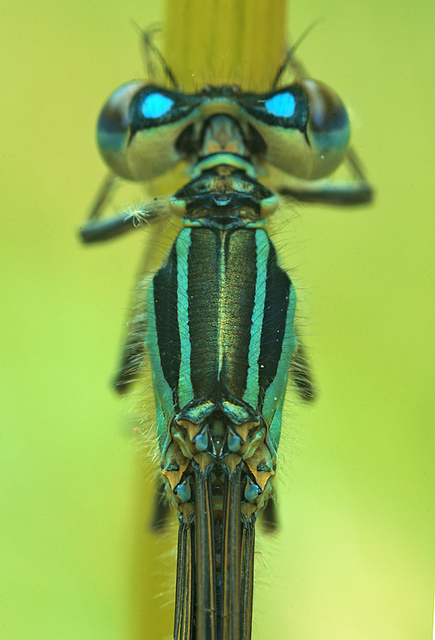 Ischnura elegans