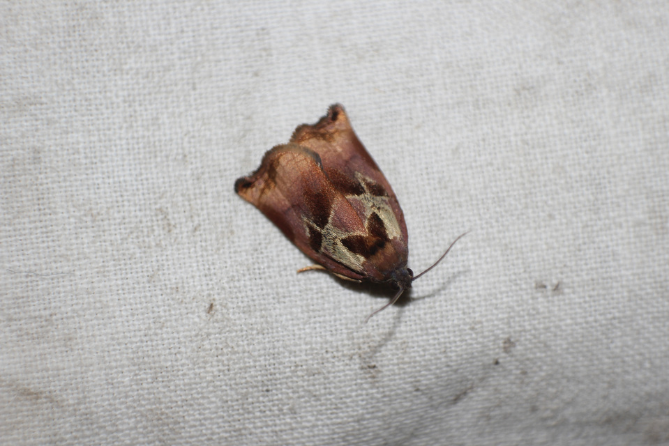 Archips podana - dudvarágó sodrómoly