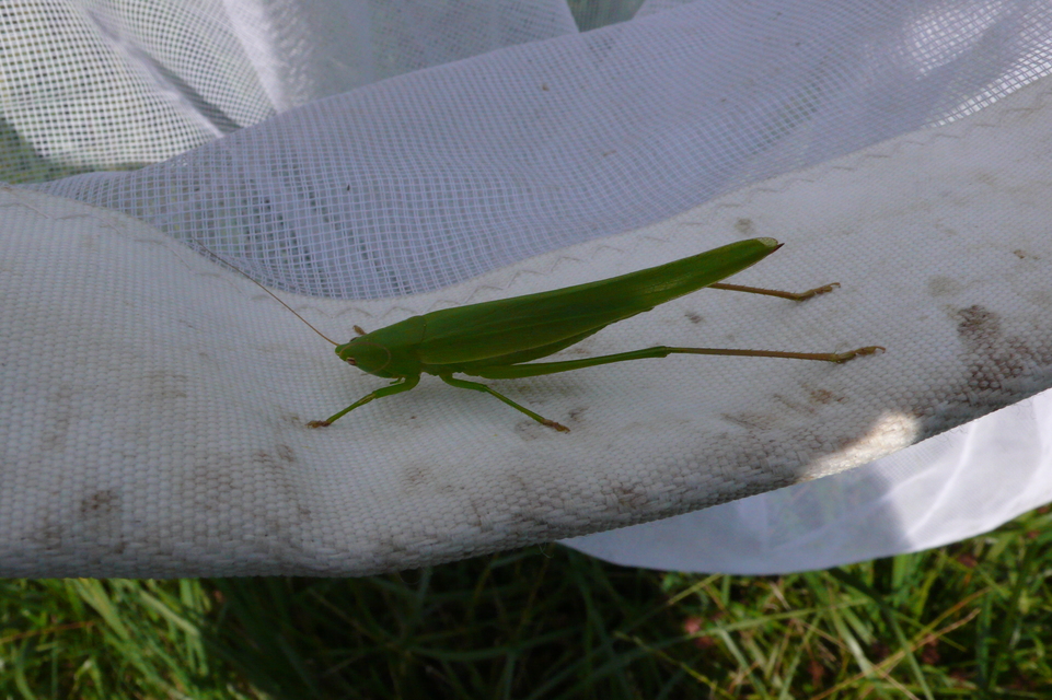 Ruspolia nitidula - nagy kúpfejűszöcske