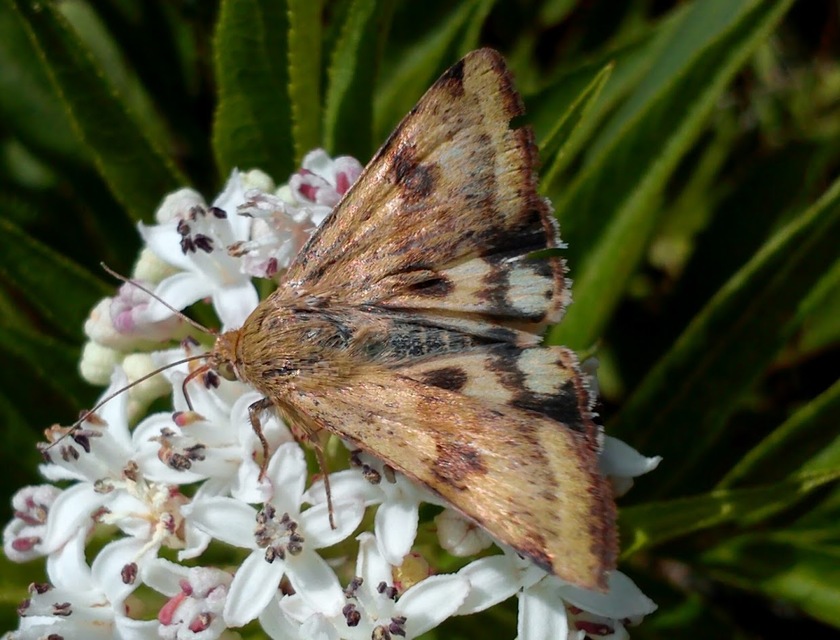 Heliothis adaucta - somkóróbagoly