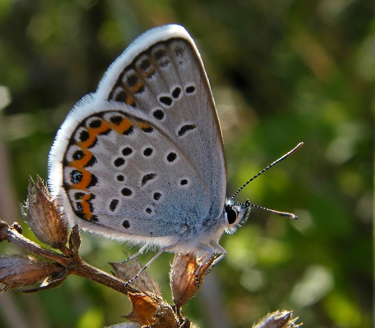 Plebejus argus - ezüstös boglárka