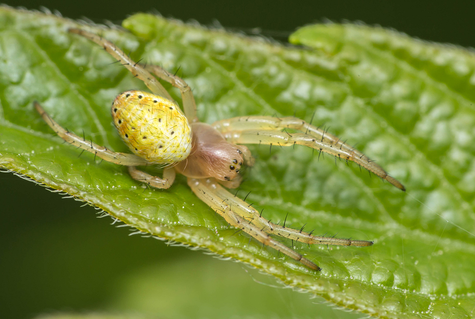 Araniella