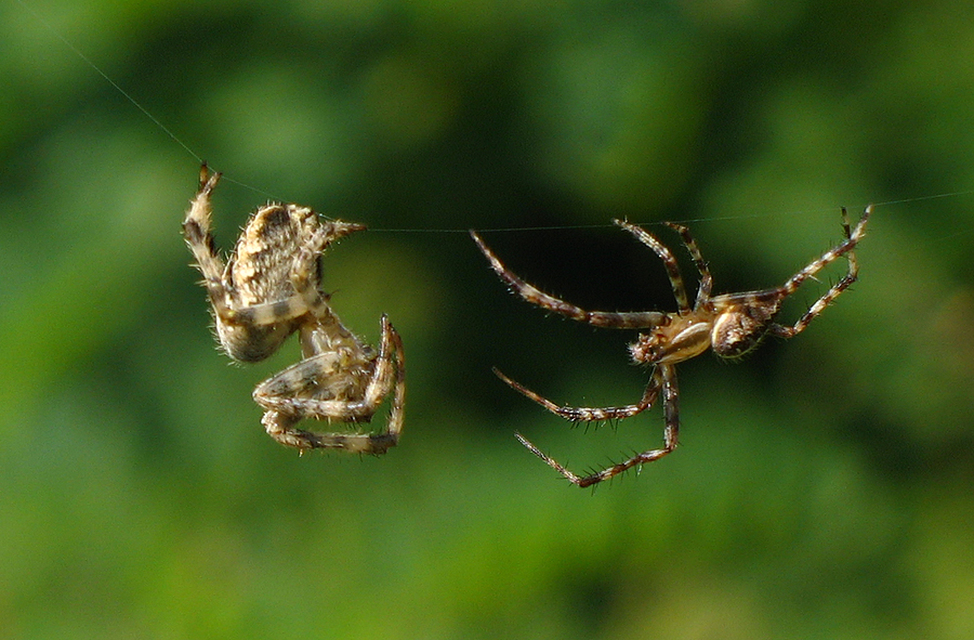 Araneus diadematus - koronás keresztespók