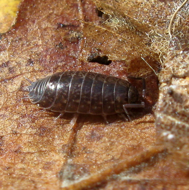 Protracheoniscus politus - közönséges erdeiászka