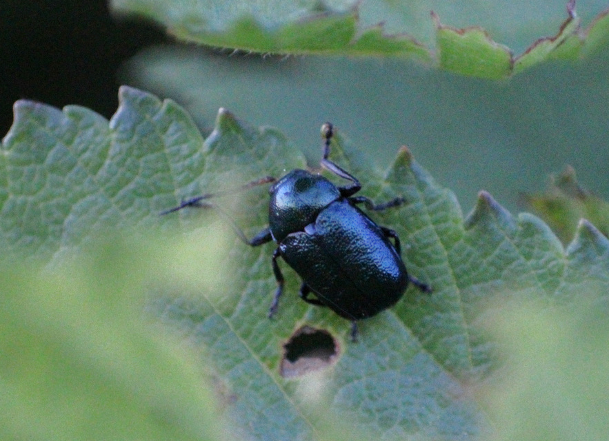 Cryptocephalus