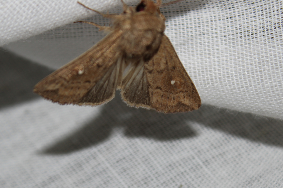 Mythimna albipuncta - fehérpettyes rétibagoly
