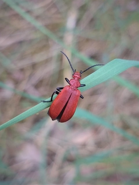 Pyrochroa serraticornis - közép-bíborbogár