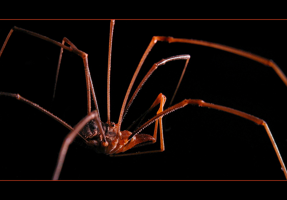 Phalangium opilio
