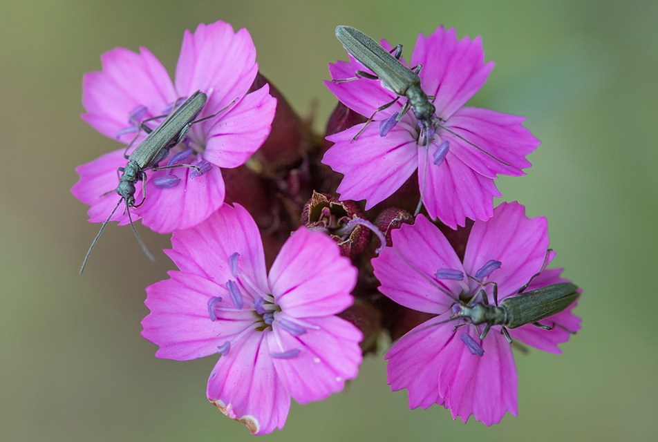 Oedemera