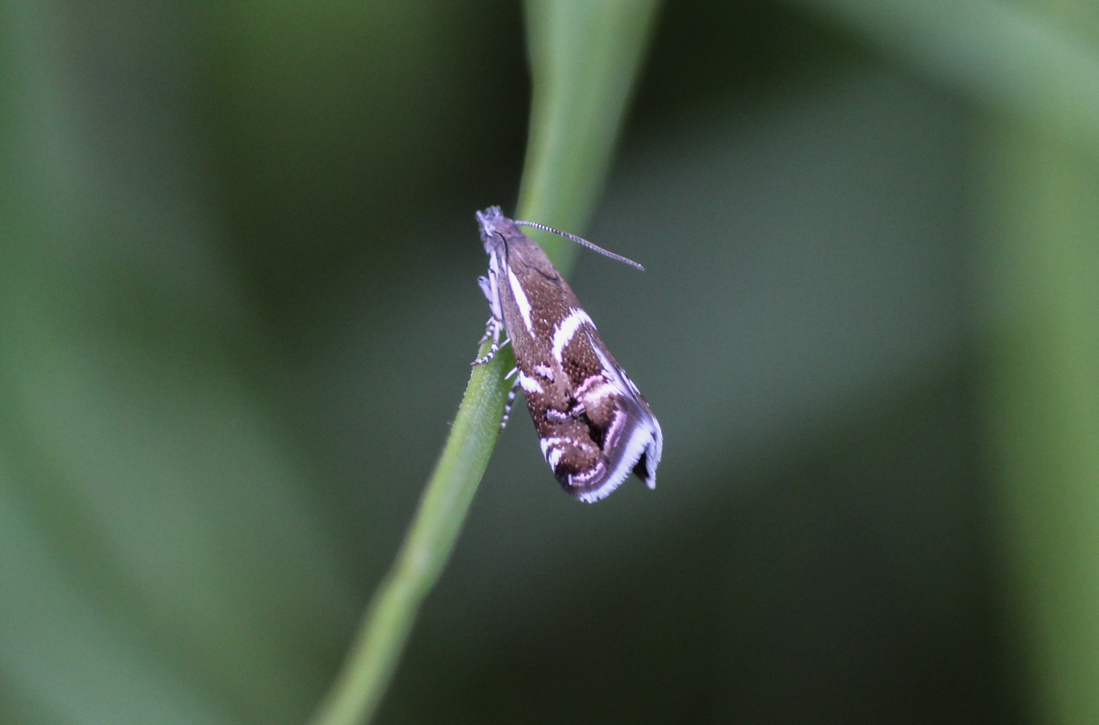 Millieria dolosalis - farkasalmamoly