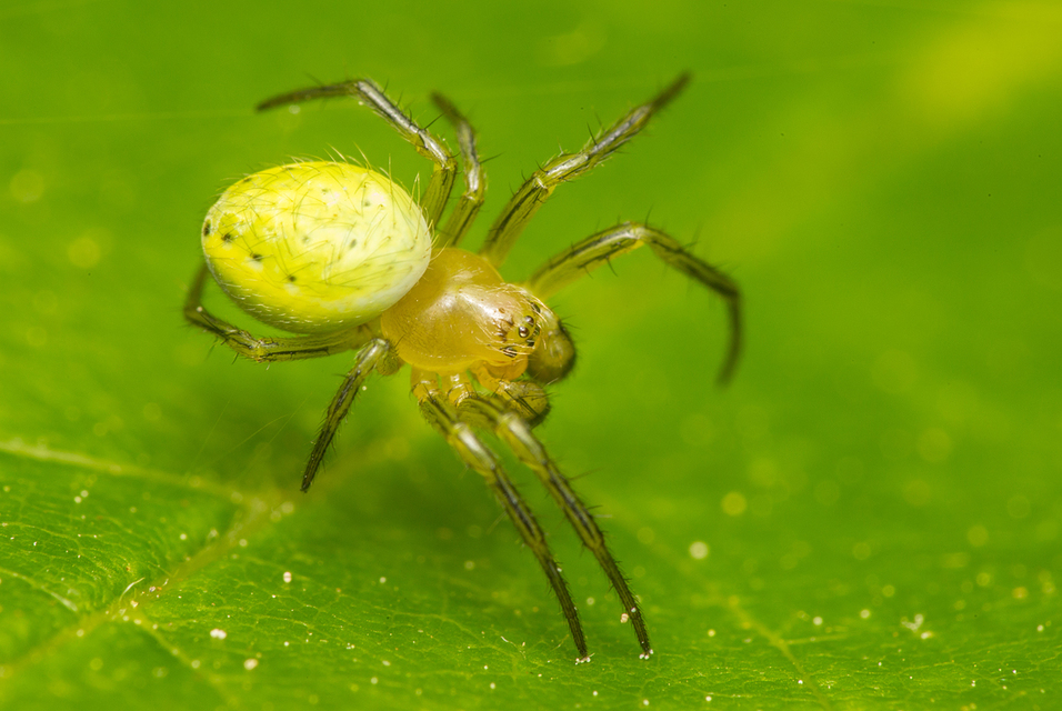 Araniella