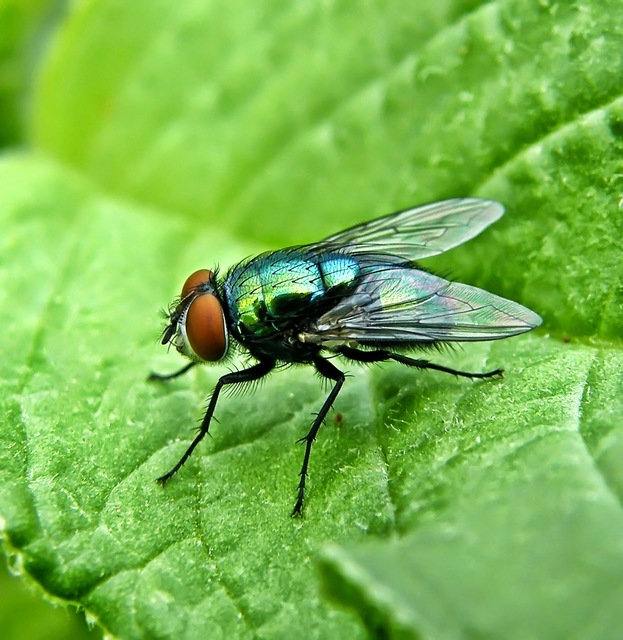 Lucilia sericata - selymes döglégy