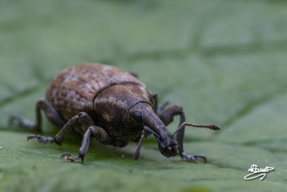 Lepyrus capucinus - pettyes fűzormányos