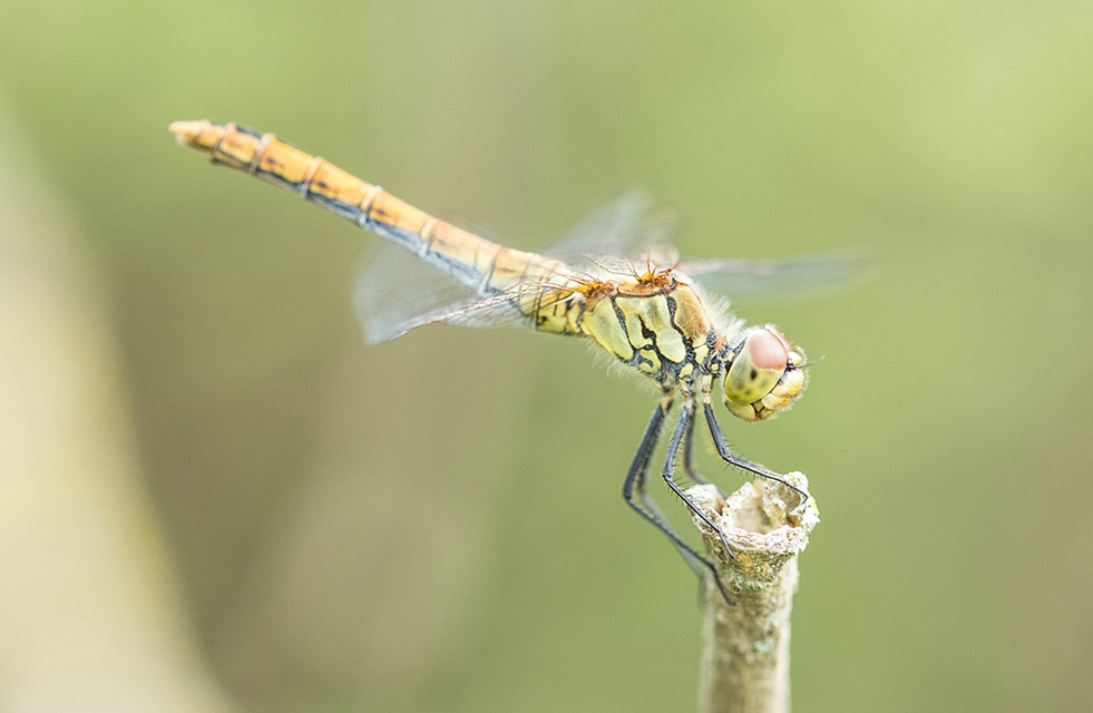 Sympetrum sanguineum - vörös katona-szitakötő